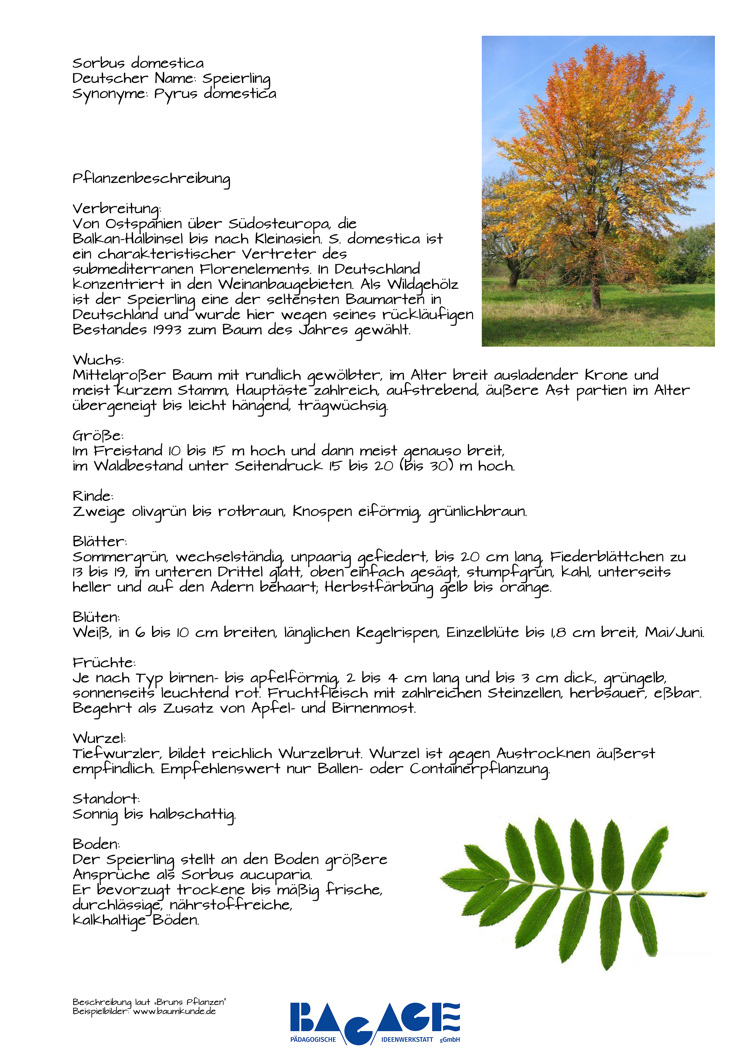 Pflanzensteckbriefe-Sorbus-domestica--Speierling.jpg